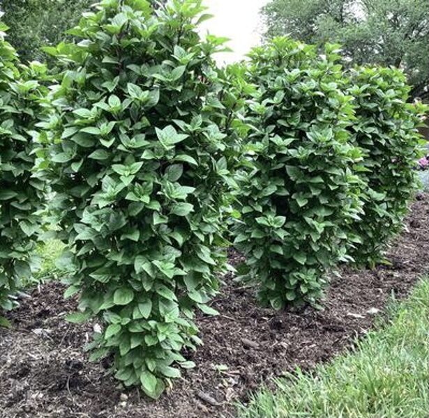 Taizemes baziliks 'Everleaf Thai Towers'